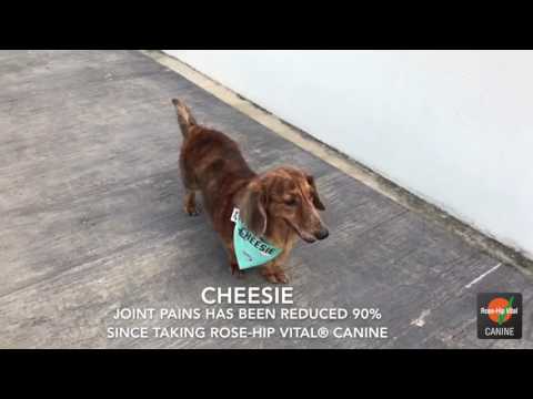 Cheesie