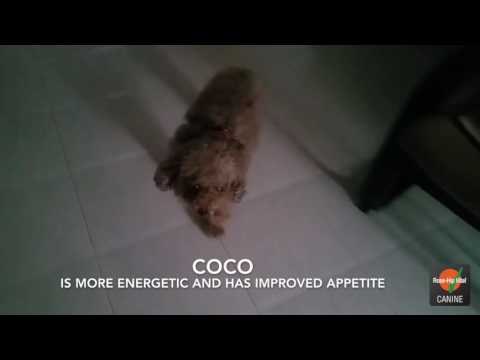 Coco