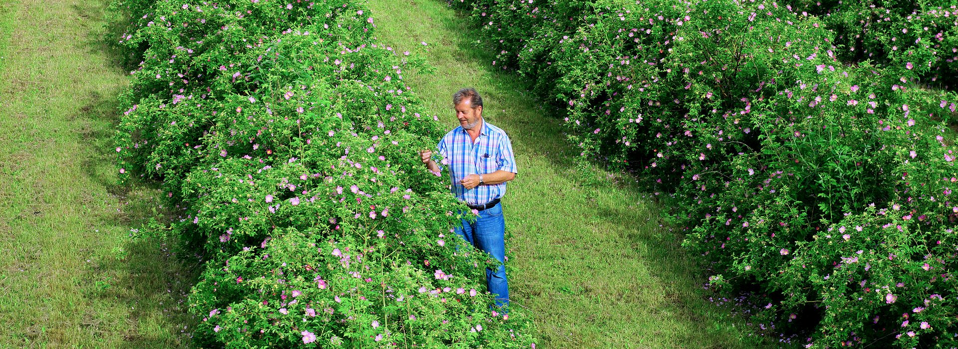 The Rose-Hip Vital® Story